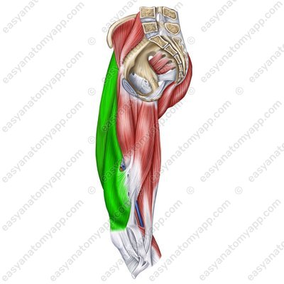 Quadriceps femoris muscle (m. quadriceps femoris)